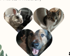 Chien, chat et lapin