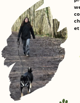Promenade avec un chien en forêt